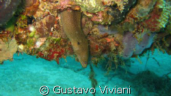 Golden Tail @ Crash Boat by Gustavo Viviani 